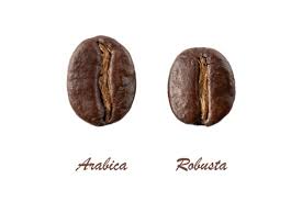Perbedaan Arabika dan Robusta